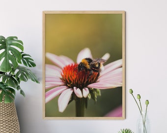 Photography Bumblebee on Pink Flower 13x18cm 21x30cm (A4) 30x40cm Poster Print