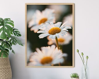 Photography daisies in the evening light I, 13 x 18 cm, 21 x 30 cm, 30 x 40 cm, poster