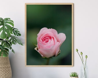 Pink Rose Blossom, Flower Photography, 15x15cm, 20x20cm, 30x30cm, Print, Poster