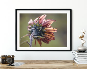 Fotografie Rote Sonnenblume, 13x18 cm, 21x30 cm (A4), 30x40 cm, Poster, Druck