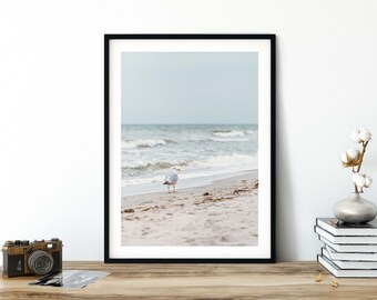 Photography seagull on the beach, 13 x 18 cm, 21 x 30 cm, print, poster