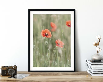 Photography Bumblebee in a Poppy Rush 13 x 18 cm 21 x 30 cm (A4) 30 x 40 cm Poster Print