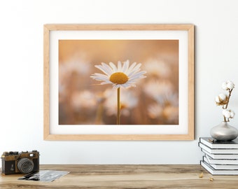 Photography daisies in the evening light II, 13 x 18 cm, 21 x 30 cm, 30 x 40 cm, poster