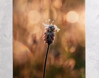 B-Ware Fotografie Spitzwegerich im Abendlicht, 30x40 cm