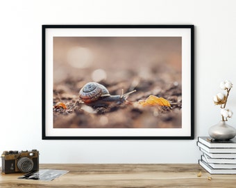 Photograph of a snail in the autumn forest, 13 x 18 cm, 21 x 30 cm, 30 x 40 cm, print, poster