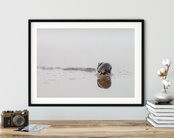 Fotografie Strandschnecke (Wattenmeer), 13x18 cm, 21x30 cm, 30x40 cm, Druck, maritimes Poster