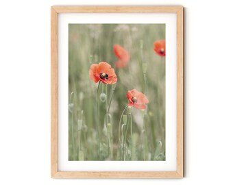 Photography Bumblebee in a Poppy Rush 13 x 18 cm 21 x 30 cm (A4) 30 x 40 cm Poster Print
