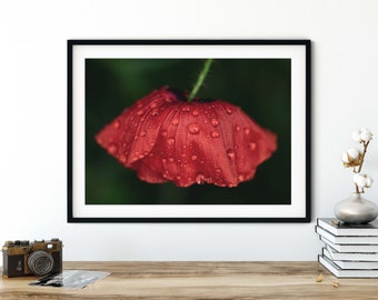Photography Poppies in the rain II, 13 x 18 cm, 21 x 30 cm (A4), 30 x 40 cm, poster, print