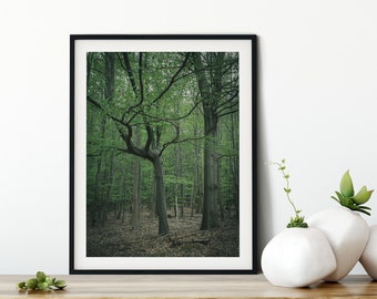 Forest photography witch hand tree, poster, 13 x 18 cm, 21 x 30 cm, 30 x 40 cm, print