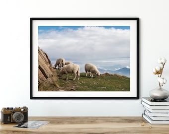 Sheep in the mountains, animal photography, 13 x 18 cm, 21 x 30 cm, 30 x 40 cm, poster