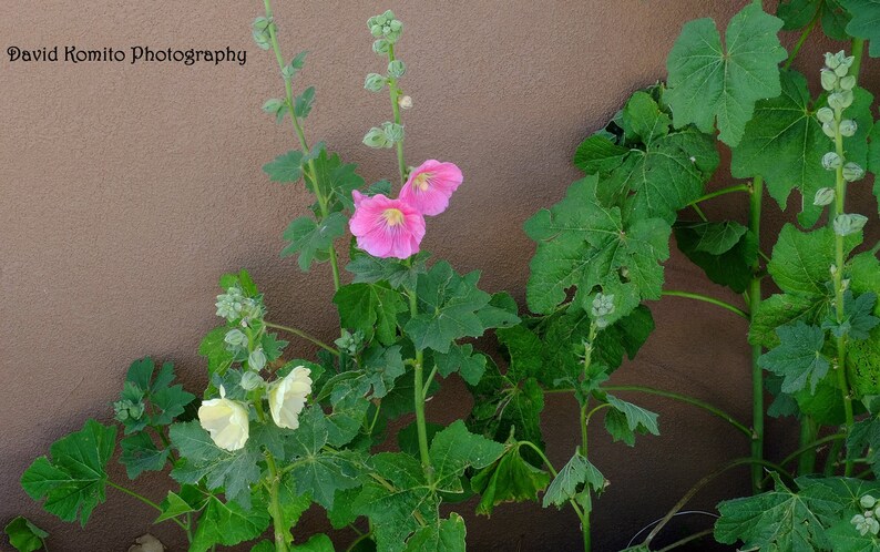 Canyon Road Garden 2 Canyon Road Garden 2