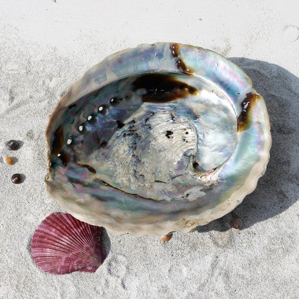 Seifen - und Räucherschale Abalone Seifenschale Muschel Schnecke Seeohr Meerohr Paua natürliche Abalonen Deko