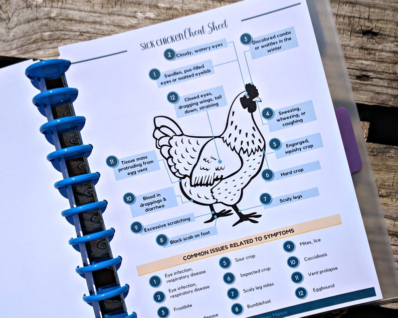 Op de afbeelding: Een zwart-witte illustratie van een kip met genummerde cirkels die naar verschillende delen van het lichaam van de kip wijzen. Elke cirkel heeft een tekstlabel dat een symptoom van een zieke kip beschrijft. De tekstlabels omvatten: Troebele, waterige ogen, Gezwollen, pus-gevulde ogen of verstopte oogleden, Gesloten ogen, hangende vleugels, staart naar beneden, persen, Ontkleurde kammen of keelkwabben in de winter, Niesen, piepen of hoesten, Verstopte krop, Zachte krop, Harde krop, Schilferige poten, Weefselmassa die uit de cloaca steekt, Bloed in de mest en diarree, Overmatig krabben, Zwarte korst op de voet. De tekst onder de illustratie luidt: GEVOLGENS GERELATEERD AAN SYMPTOMEN. De tekst hieronder somt veelvoorkomende problemen op die verband houden met de symptomen die in de illustratie worden getoond.