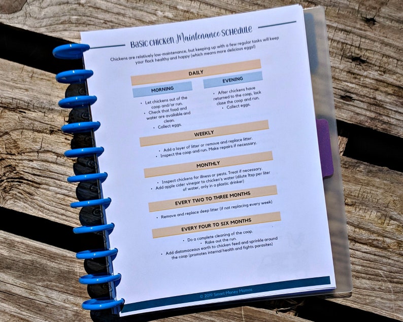 Op de afbeelding: Een afdrukbare checklist voor basis onderhoud van kippen, met een dagelijks, wekelijks, maandelijks, om de twee tot drie maanden en om de vier tot zes maanden schema. De checklist omvat taken zoals het verzamelen van eieren, het toevoegen van strooisel, het inspecteren op ziekten en het schoonmaken van de kippenren.