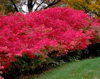 A Garden Diary Euonymus Alatus Compactus