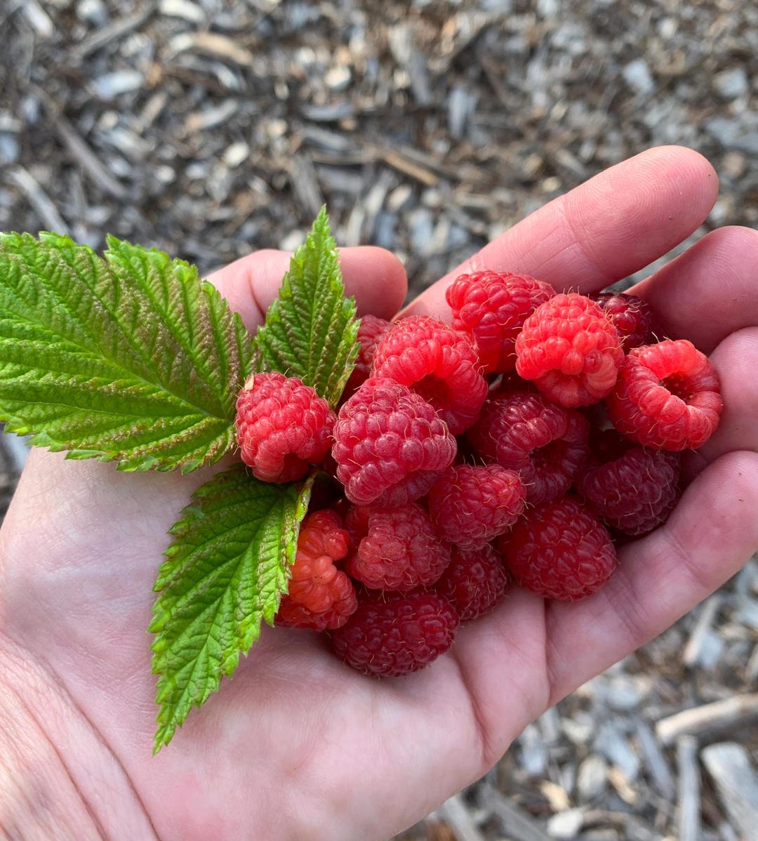 Caroline Red Raspberry (rubus Idaeus) – High Yields - Everbearing ...