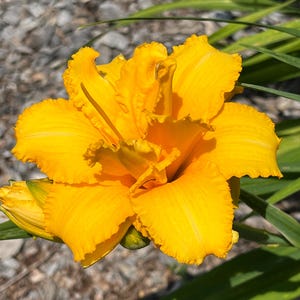 Peut inclure: Gros plan sur une fleur de lis jaune vif en pleine floraison. La fleur pr&eacute;sente de multiples couches de p&eacute;tales fronc&eacute;s et un &eacute;tamine centrale pro&eacute;minente. Des feuilles vertes sont visibles en arri&egrave;re-plan, avec un cadre naturel flou.