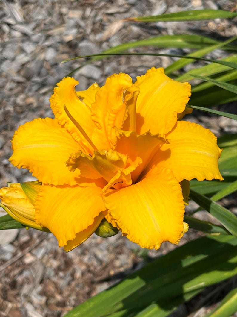 Peut inclure: Gros plan sur une fleur de lis jaune vif en pleine floraison. La fleur pr&eacute;sente de multiples couches de p&eacute;tales fronc&eacute;s et un &eacute;tamine centrale pro&eacute;minente. Des feuilles vertes sont visibles en arri&egrave;re-plan, avec un cadre naturel flou.