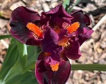 Dwarf Bearded Iris “Outspoken” rhizome – shipped bare root