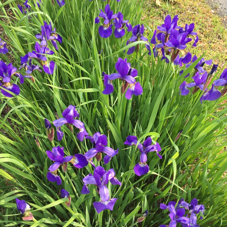 Northern Blue Flag Iris seed Iris versicolor perennial 50 seeds perfect for fall/spring planting image 2