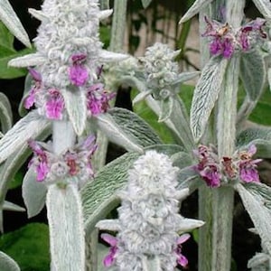 Lamb’s Ear (Stachys byzantine) – 25 seeds