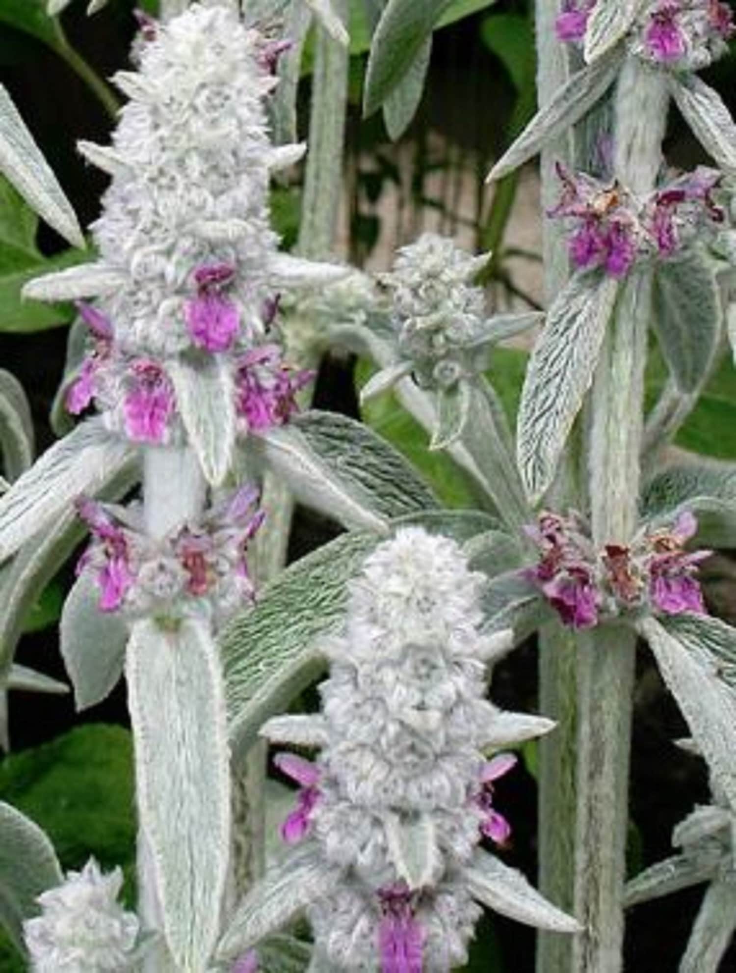Lamb’s Ear (Stachys byzantine) – 25 seeds