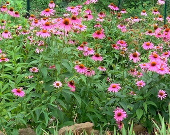 Purple coneflower 50 seeds (Echinacea purpurea)  – Perennial Herb – organically grown