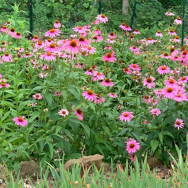 Purple coneflower 50 seeds (Echinacea purpurea)  – Perennial Herb – organically grown