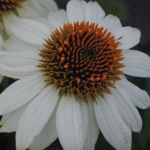 White Swan Coneflower (Echinacea purpurea ‘White Swan’) - 25 seeds