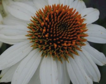 White Swan Coneflower (Echinacea purpurea ‘White Swan’) - 25 seeds