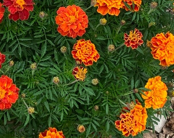 100 Marigold seeds - Sparky Mix Colors