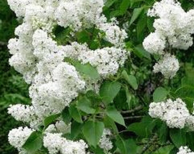 Common White Lilac Bush syringa Vulgaris Very Hardy Shrub Etsy