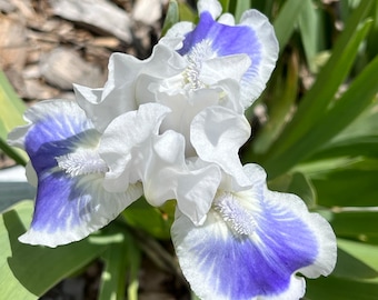 Dwarf Bearded Iris “Big Blue Eyes” rhizome – shipped bare root