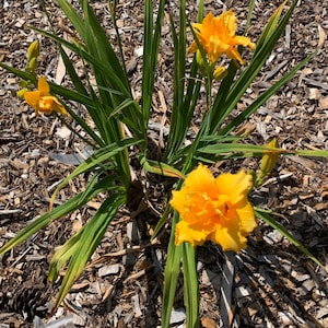 Peut inclure: Gros plan sur une plante de lis de jour avec plusieurs fleurs jaune vif en pleine floraison. Les fleurs ont des p&eacute;tales froiss&eacute;s et sont entour&eacute;es de longues feuilles vertes en forme de lame. La plante est sur un fond de copeaux de bois.