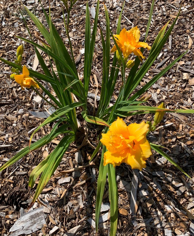 Peut inclure: Gros plan sur une plante de lis de jour avec plusieurs fleurs jaune vif en pleine floraison. Les fleurs ont des p&eacute;tales froiss&eacute;s et sont entour&eacute;es de longues feuilles vertes en forme de lame. La plante est sur un fond de copeaux de bois.