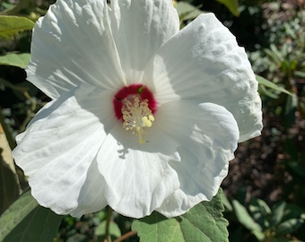 50 Hardy White Perennial Hibiscus Seeds - organically grown, self-seeding