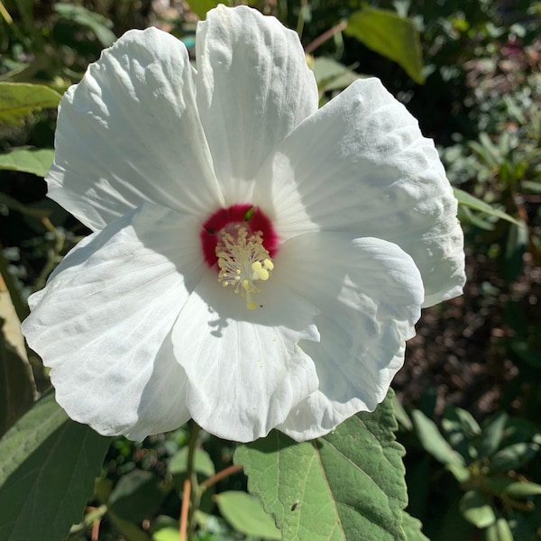 50 Hardy White Perennial Hibiscus Seeds - organically grown, self-seeding