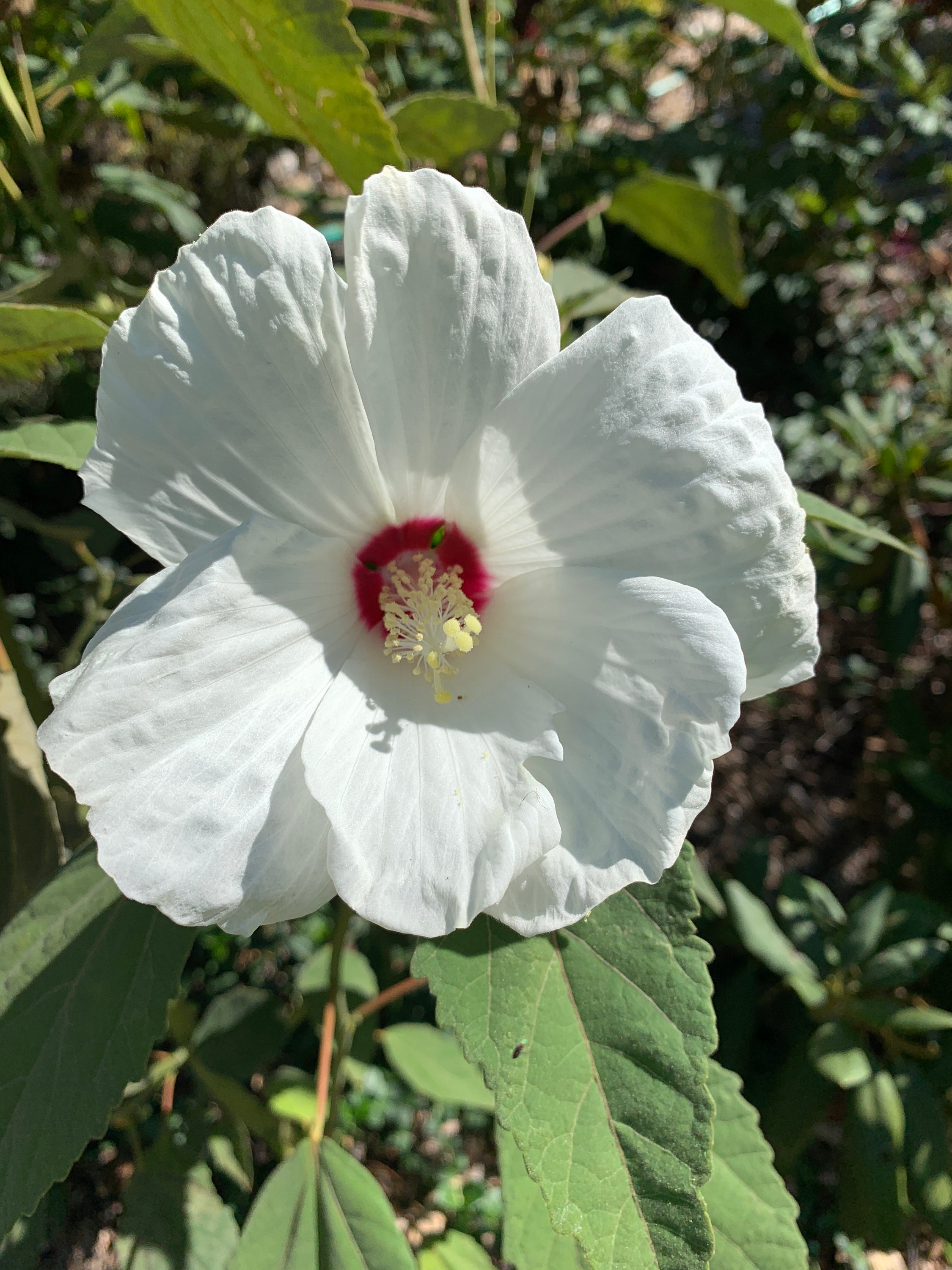25 Hardy White Perennial Hibiscus Seeds organically grown Etsy
