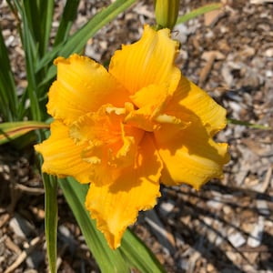 Peut inclure: Gros plan sur une fleur de lis jaune vif en pleine floraison. La fleur a plusieurs couches de p&eacute;tales froiss&eacute;s, avec un aspect textur&eacute;. Des feuilles vertes et un bouton sont visibles en arri&egrave;re-plan, dans un cadre naturel et ensoleill&eacute;.