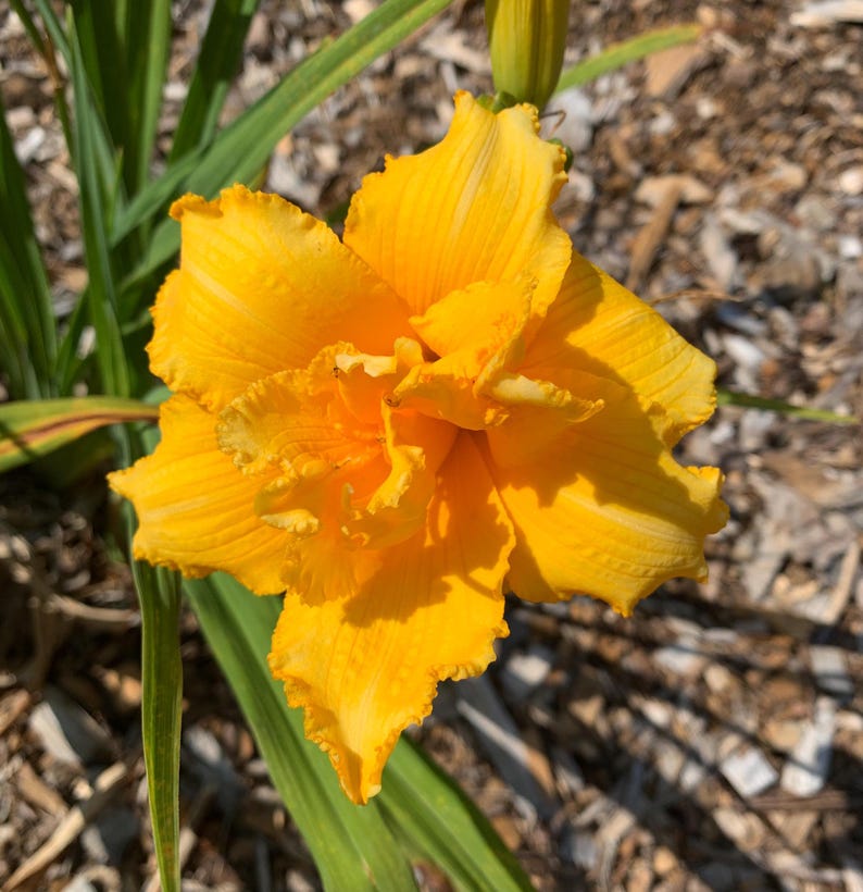 Peut inclure: Gros plan sur une fleur de lis jaune vif en pleine floraison. La fleur a plusieurs couches de p&eacute;tales froiss&eacute;s, avec un aspect textur&eacute;. Des feuilles vertes et un bouton sont visibles en arri&egrave;re-plan, dans un cadre naturel et ensoleill&eacute;.