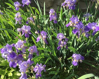Purple and lavender bearded iris rhizomes