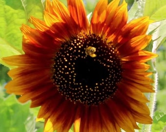 25 Autumn Beauty (helianthus annuus) Sunflower Seeds