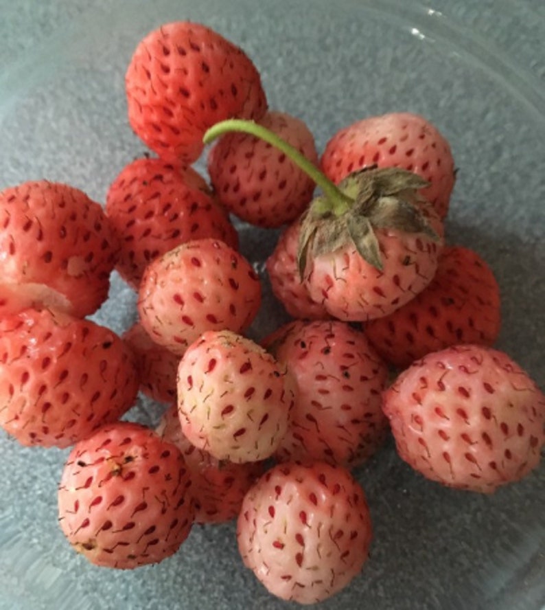 5 White Pineberry Plants Everbearing Organically Grown Etsy