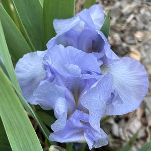 May include: A close-up of a light blue iris flower with green leaves in the background.