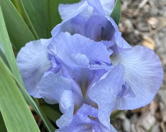 Dwarf Bearded Iris “Raindance Returns” rhizome – shipped bare root
