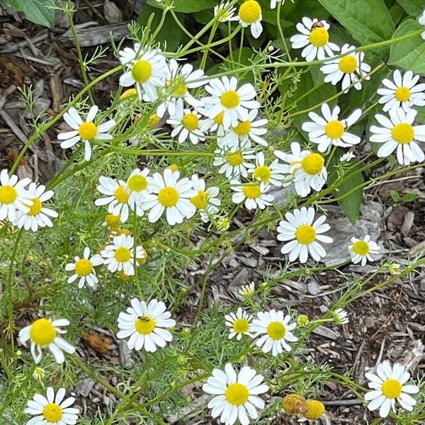 Polish Chamomile ('Zloty Lan’) Seeds self-seeding annual medicinal herb – 25+ seeds