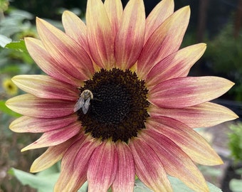 Graines de tournesol blonde fraise (helianthus annuus) - 10 graines