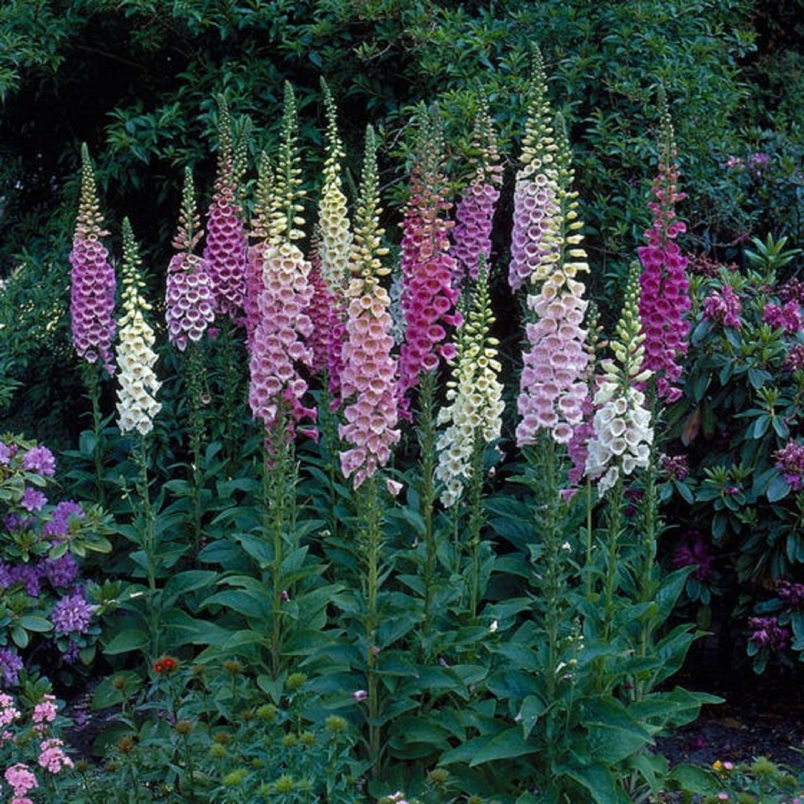 Foxy Foxglove Digitalis purpurea mixed dwarf 1st year Etsy