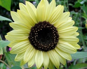 Graines de tournesol (Helianthus) Lemon Queen