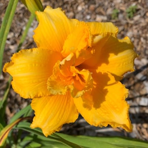 Peut inclure: Gros plan sur une fleur de lis jaune vif en pleine floraison. Les p&eacute;tales sont froiss&eacute;s et superpos&eacute;s, cr&eacute;ant un aspect textur&eacute;. Des feuilles et des tiges vertes sont visibles en arri&egrave;re-plan, dans un cadre naturel et ensoleill&eacute;.